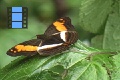 Scene 61_Adelpha d. delinita on leaf